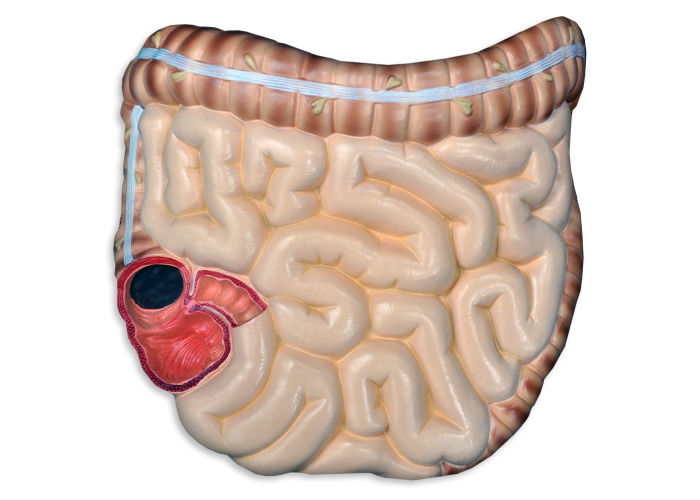 Intestino - Vista Ventral