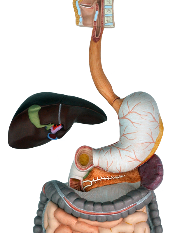 Sistema Digestório - Vista Ventral