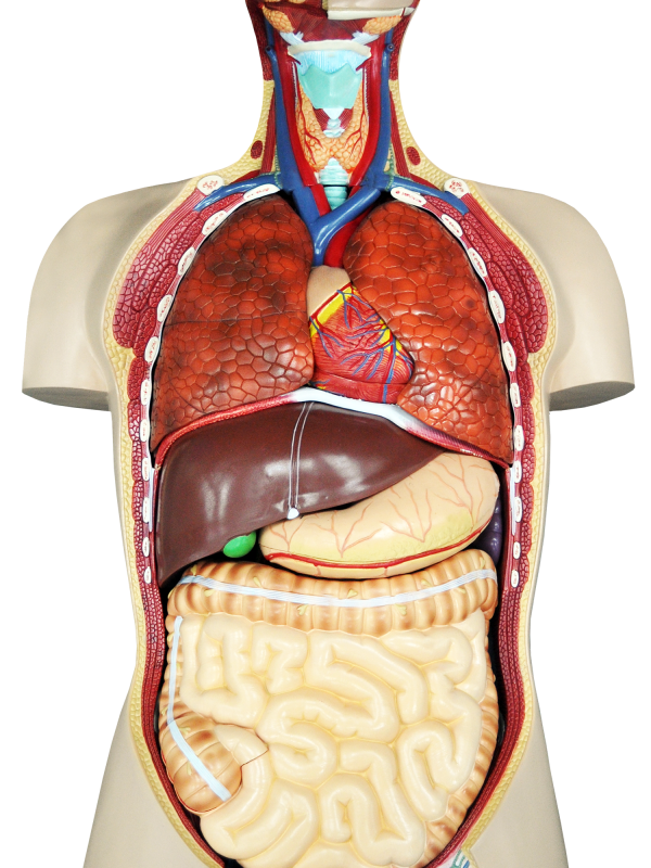 Sistema Digestório - Vista Ventral