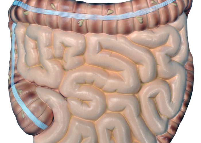 Intestino - Vista Ventral