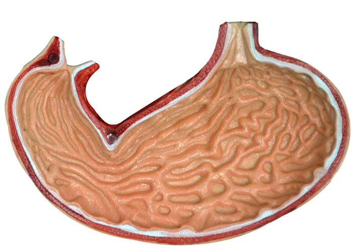 Estômago - Plano Frontal