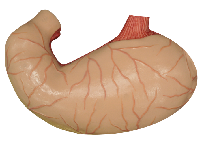 Estômago - Vista Ventral